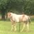 Holly Urech's profile image