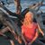 Leslie Pearman Jones's profile image