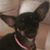 Linda Dingler's profile image