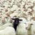 Debra Mule's profile image