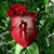 Nitesh Nitesh's profile image