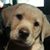 Lorie Forman-Pennell's profile image
