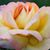 Cathie Crosbie's profile image
