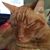 Tauneshau Bien's profile image