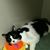 Carole Cinnamon-Lingo's profile image
