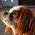 Lindy Gatewood's profile image