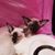 Linda Patrick's profile image