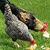 Kelly Sower Standley's profile image