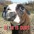 Susan Darling Anthony's profile image