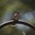Ronda Mason Baudendistel's profile image