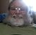 Tom Griff's profile image