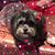 Tara Bard's profile image