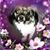 Phyllis Corallo Evangelist's profile image