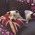 Anna Keast Russell's profile image