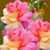 Vivian Simmons's profile image