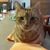 Jim Restivo's profile image
