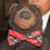 Sam P. B. Bear's profile image