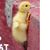 Jessica E. Cook-Thomas's profile image