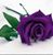 Valerie Shackelford's profile image