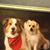 Sharon Browning's profile image
