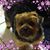 Susan Spielman-Kroungold's profile image