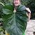 Alisa Blumhorst's profile image