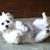Lori Moler's profile image