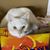 Amber Lynn's profile image