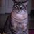 Glenda Davis Campbell's profile image