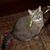 Margaret Anteblian's profile image
