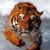 Thong Vang's profile image