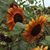 Kathy Craner's profile image