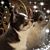 Colette Ewert's profile image