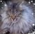Carol Devall Gaddis's profile image