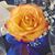 Tiffany Hayes's profile image