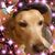 Nadia Hobgood Key's profile image