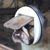 Adam Roos's profile image