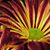 Sumit Jamode's profile image