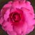 Christina Garwood Vogler's profile image