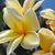 Susan Smith's profile image