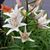 Susan Meadows's profile image