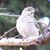 Karen Fischer-Brandt's profile image