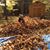 Robin Hach's profile image