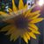 Lisa Bell's profile image