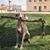 Kristy Failla Peddycoart's profile image