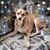 Cari Conroy's profile image