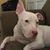 Luchos Bancos's profile image