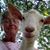 Ann Estep's profile image