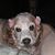 Mary Bell-Zonetti's profile image