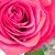 Cindy Burk's profile image